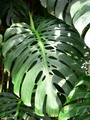 Monstera deliciosa